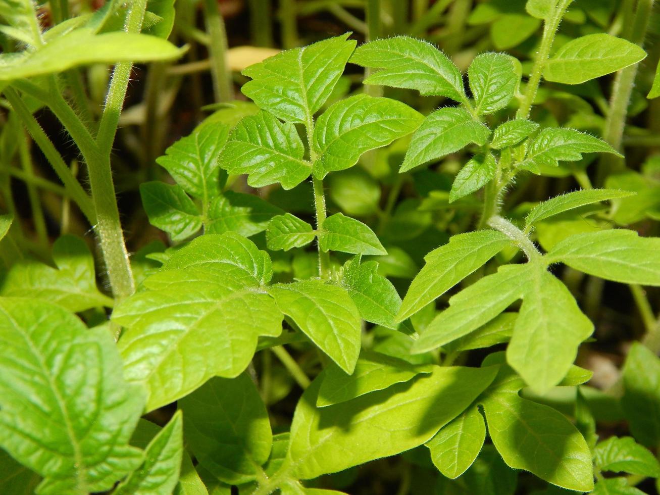 cespugli di piante coltivate in un vaso da vicino foto