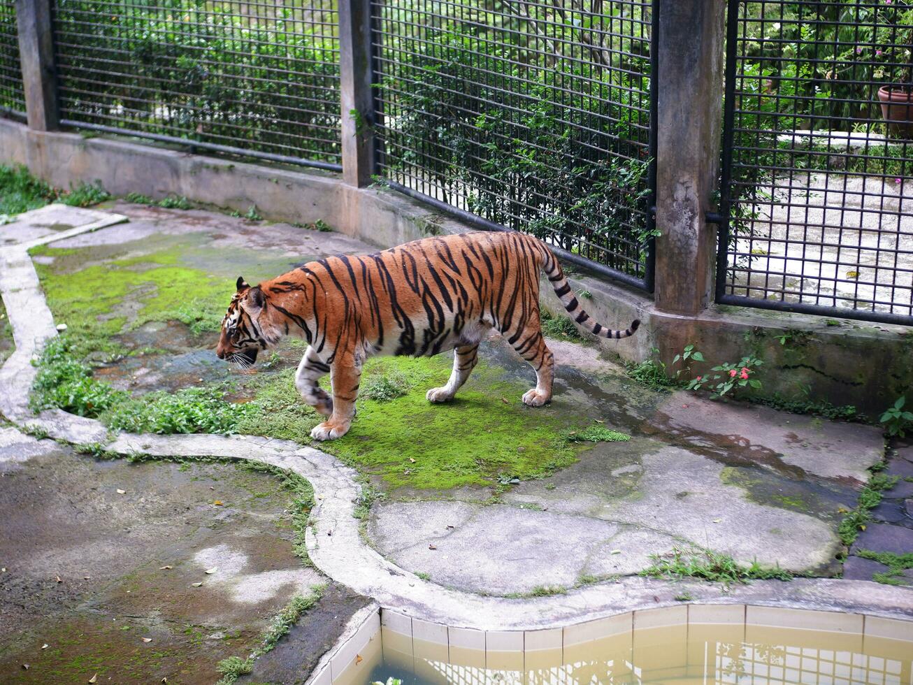 un' grande tigre era a piedi nel un' gabbia a il zoo mentre apertura il suo bocca e attaccare su il suo lingua foto