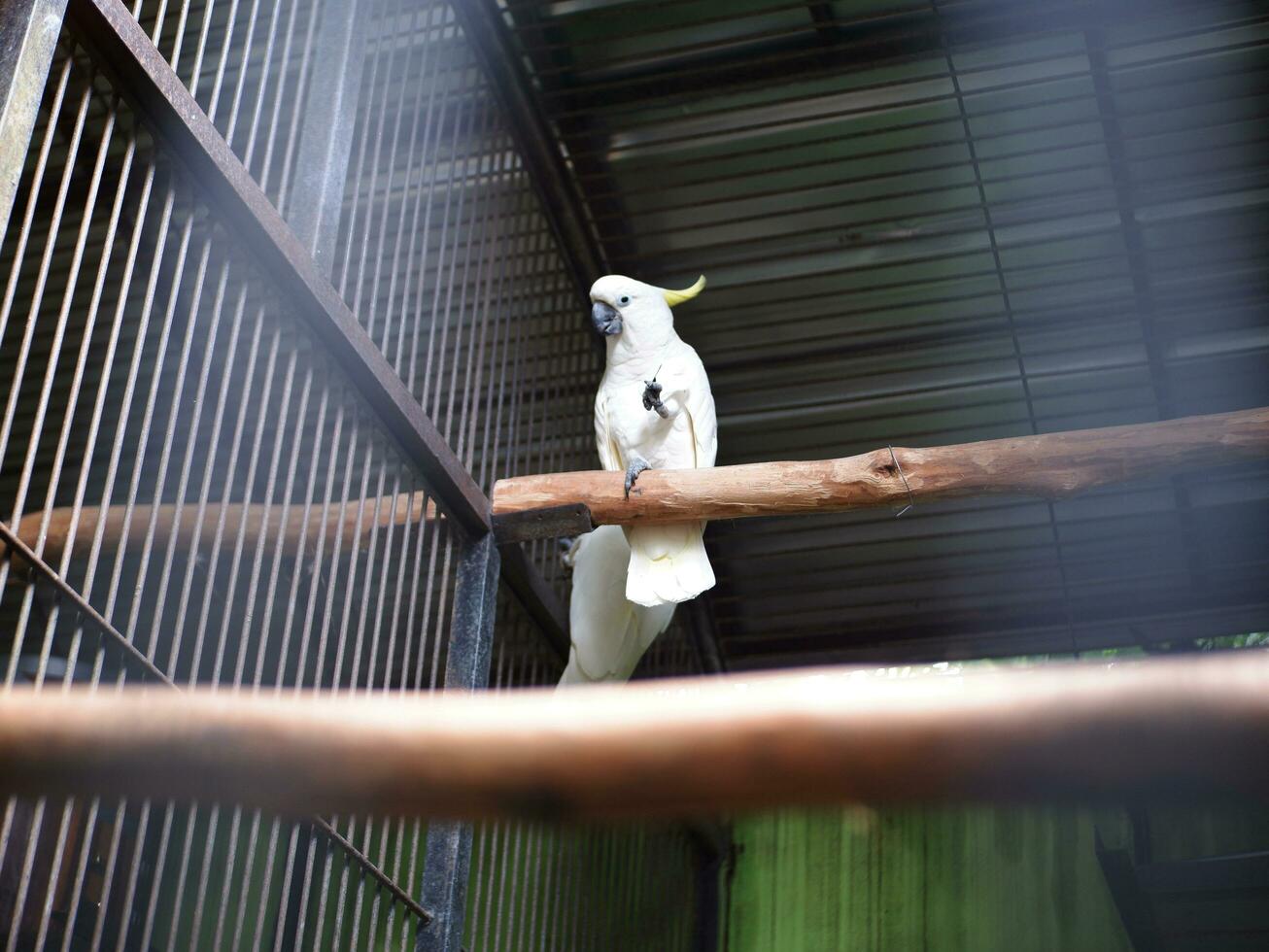 il cacatua cacatuidae quello siamo stringendo o arroccato su il ferro recinto parete di il gabbia foto