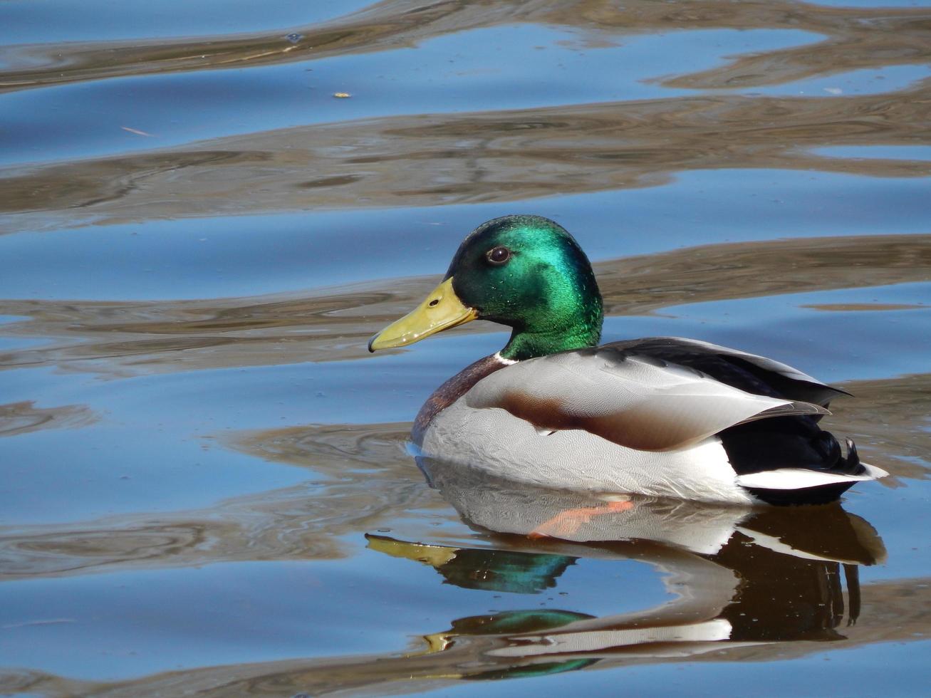 anatre che nuotano sull'acqua foto