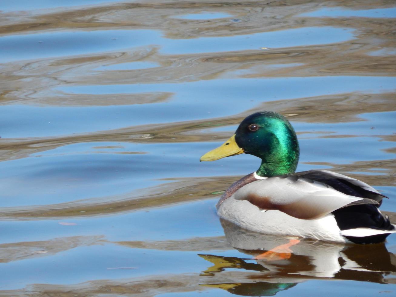 anatre che nuotano sull'acqua foto