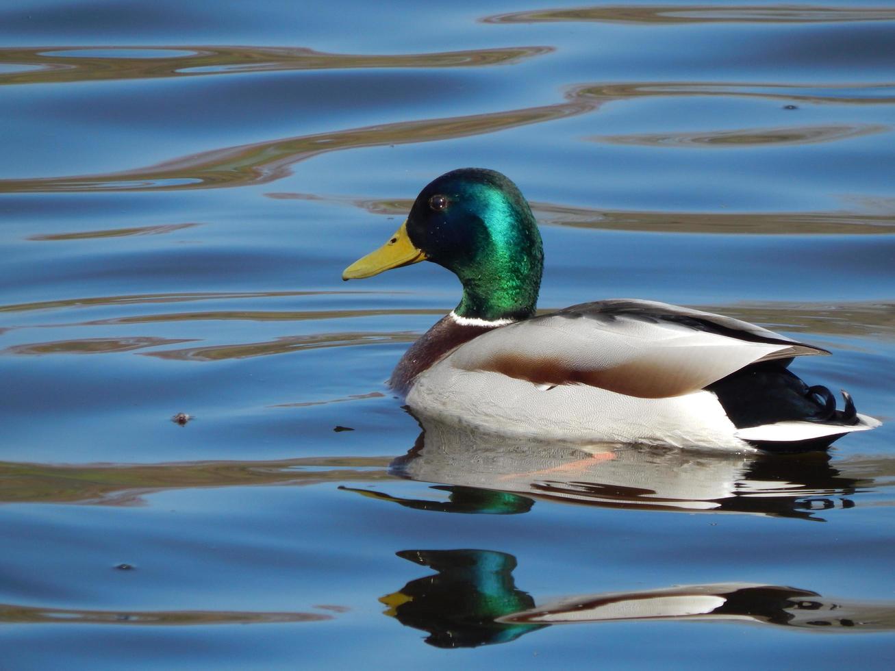 anatre che nuotano sull'acqua foto