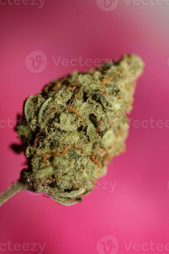 marijuana medico cattivo viola foschia varietà macro Visualizza CBD vicino su botanico sfondo grande dimensione alto qualità immediato stampe foto