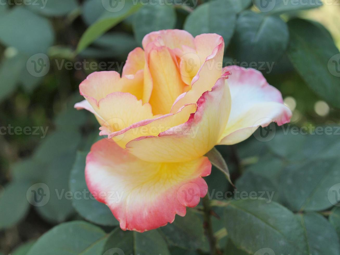 fiore di rosa gialla nel parco foto