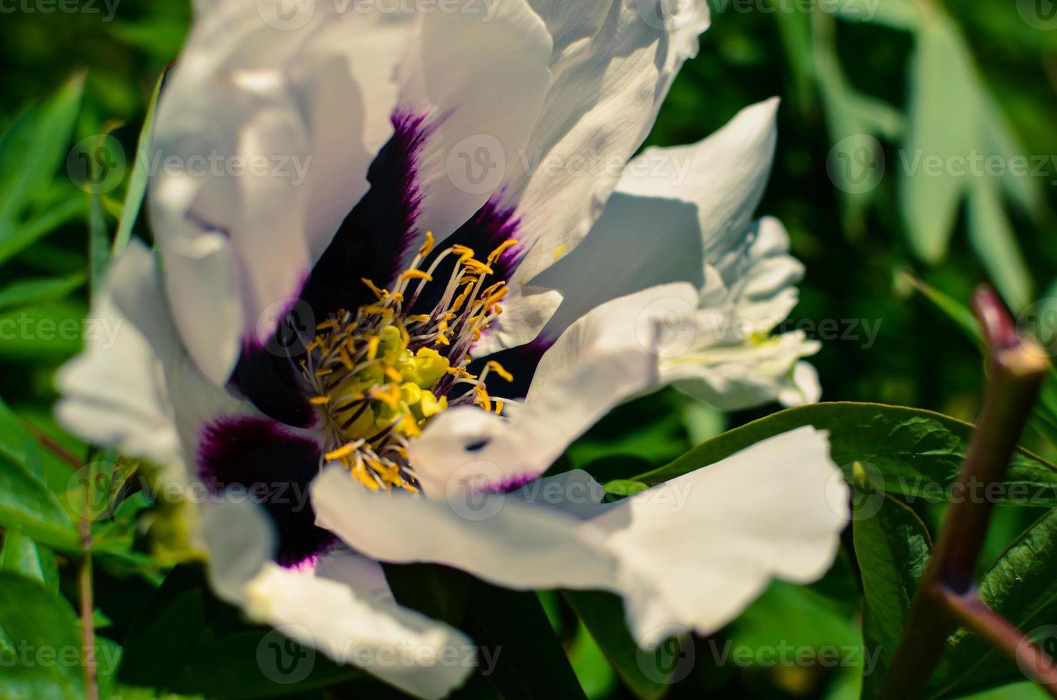 grande fiore bianco di peonia arborea closeup foto