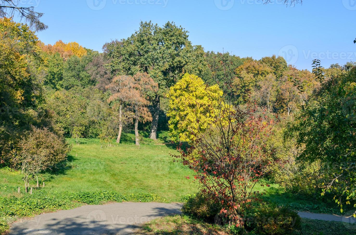 autunno dorato nel parco. foglie gialle e rosse sugli alberi foto