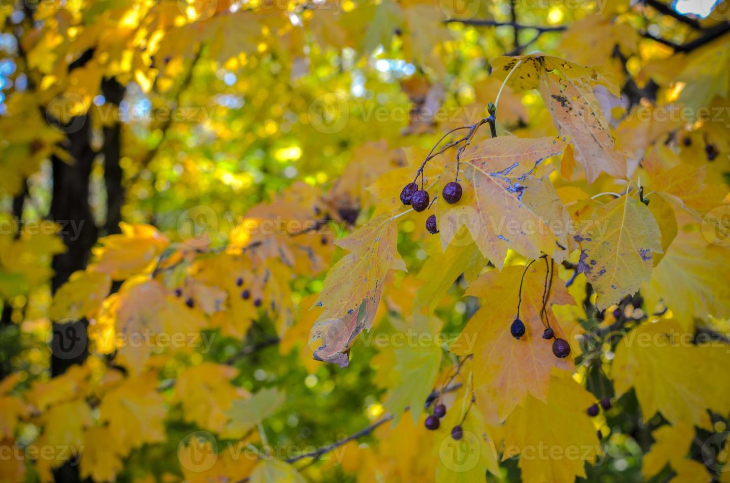 foresta nera bacche lucide tra foglie gialle secche su uno sfondo sfocato contrasto autunnale foto