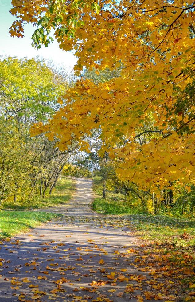 bellissimo vicolo romantico in un parco con alberi colorati gialli e luce solare foto