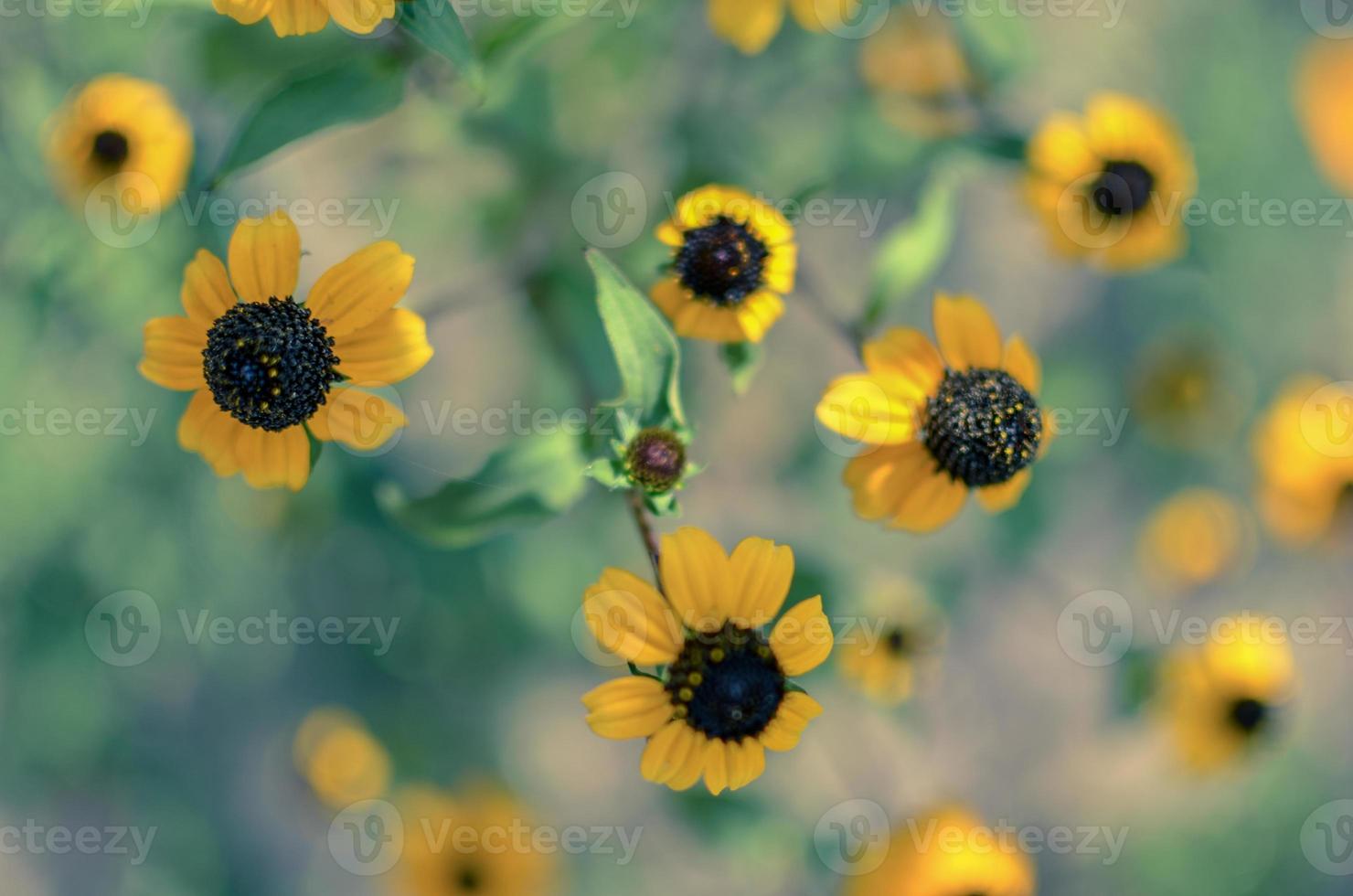 rudbeckia hirta l. toto, fiori di Susan dagli occhi neri della famiglia delle Asteraceae foto