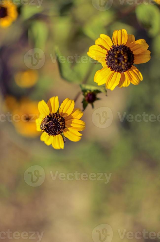 rudbeckia hirta l. toto, fiori di Susan dagli occhi neri della famiglia delle Asteraceae foto