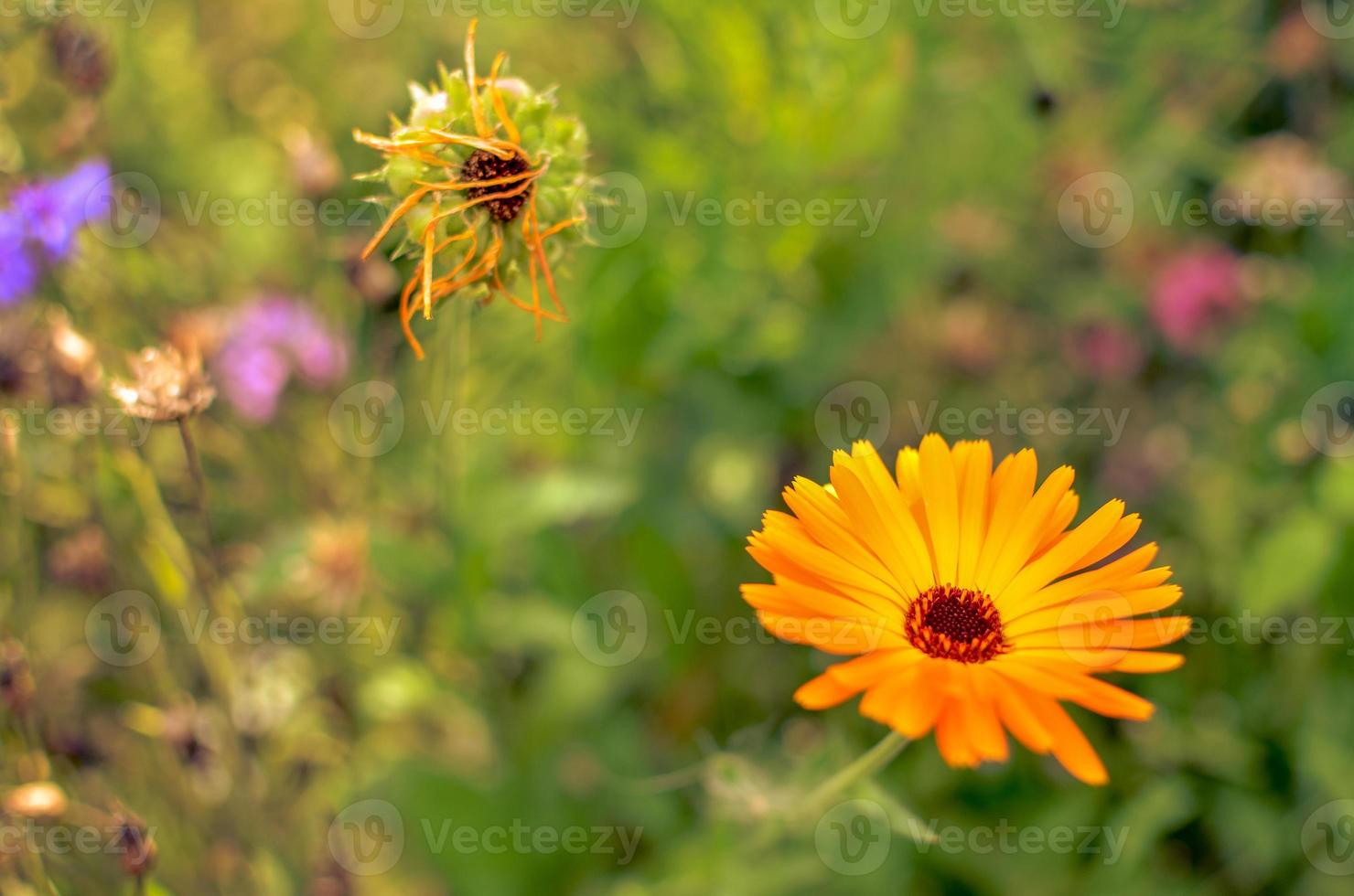 fiori di calendula arancione che sbocciano, fiori di calendula in giardino foto