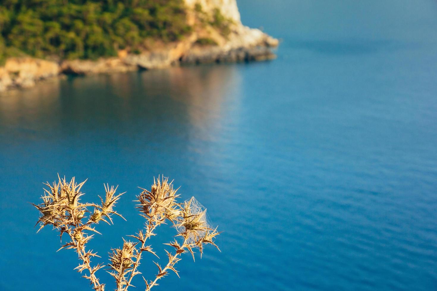 fiori secchi spinosi con mare turchese sullo sfondo, valle di kabak foto