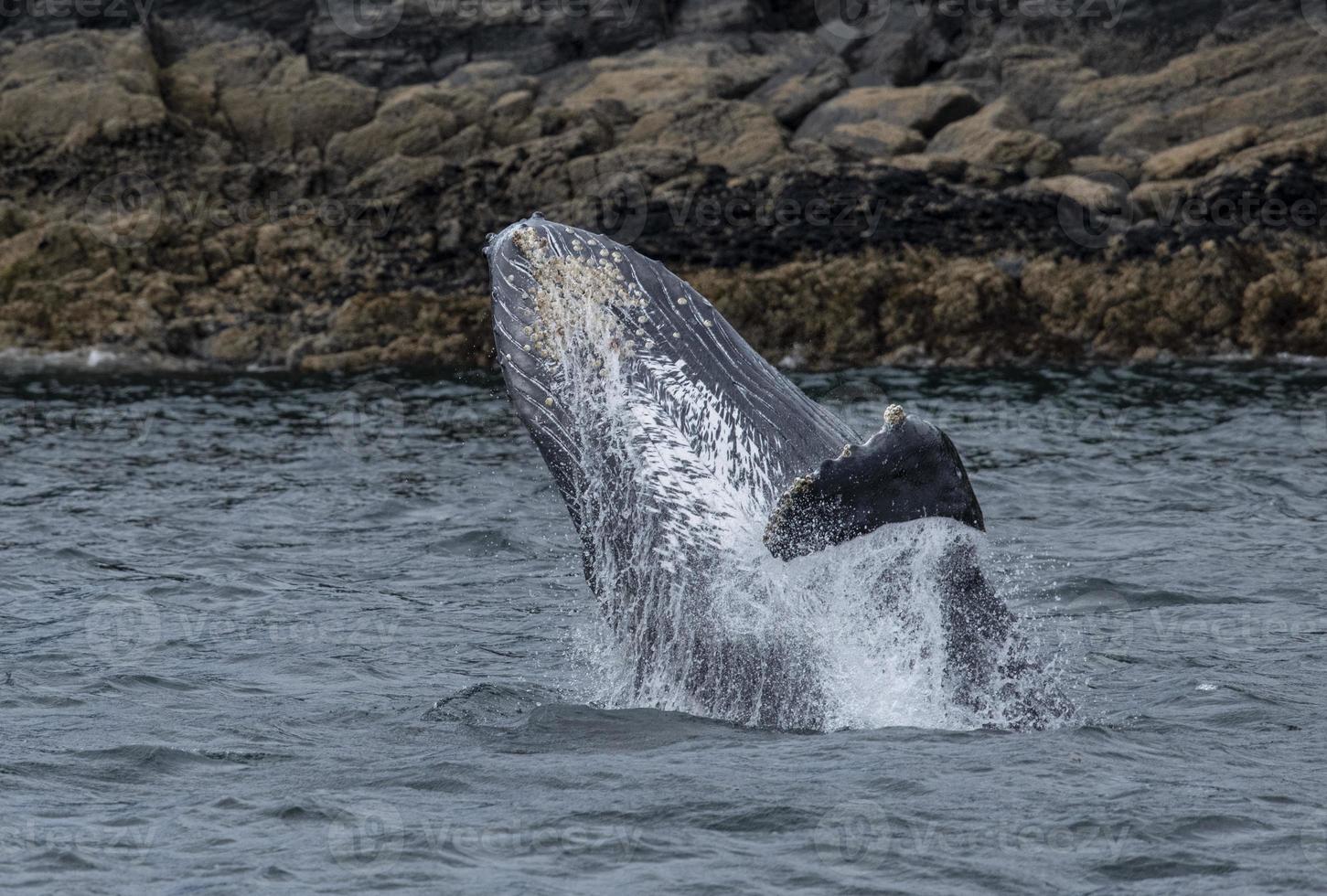 balena megattera che salta foto