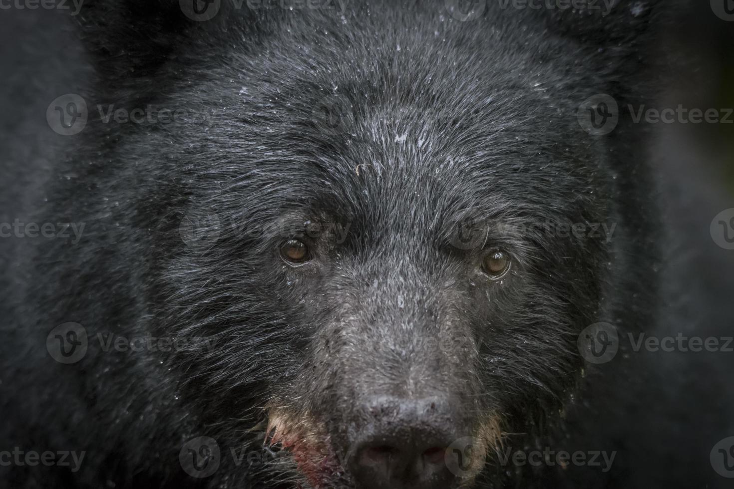 faccia da primo piano dell'orso nero foto