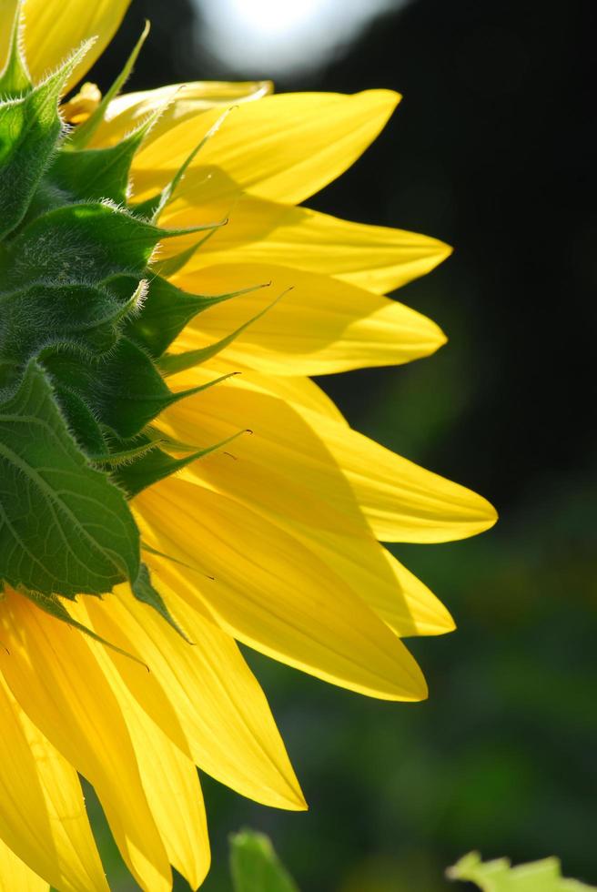 girasole giovane gemma in fiore, macro, primo piano foto