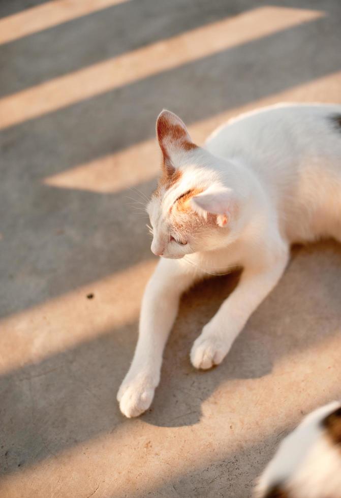 rilassante gatto seduto bianco, carino divertente foto