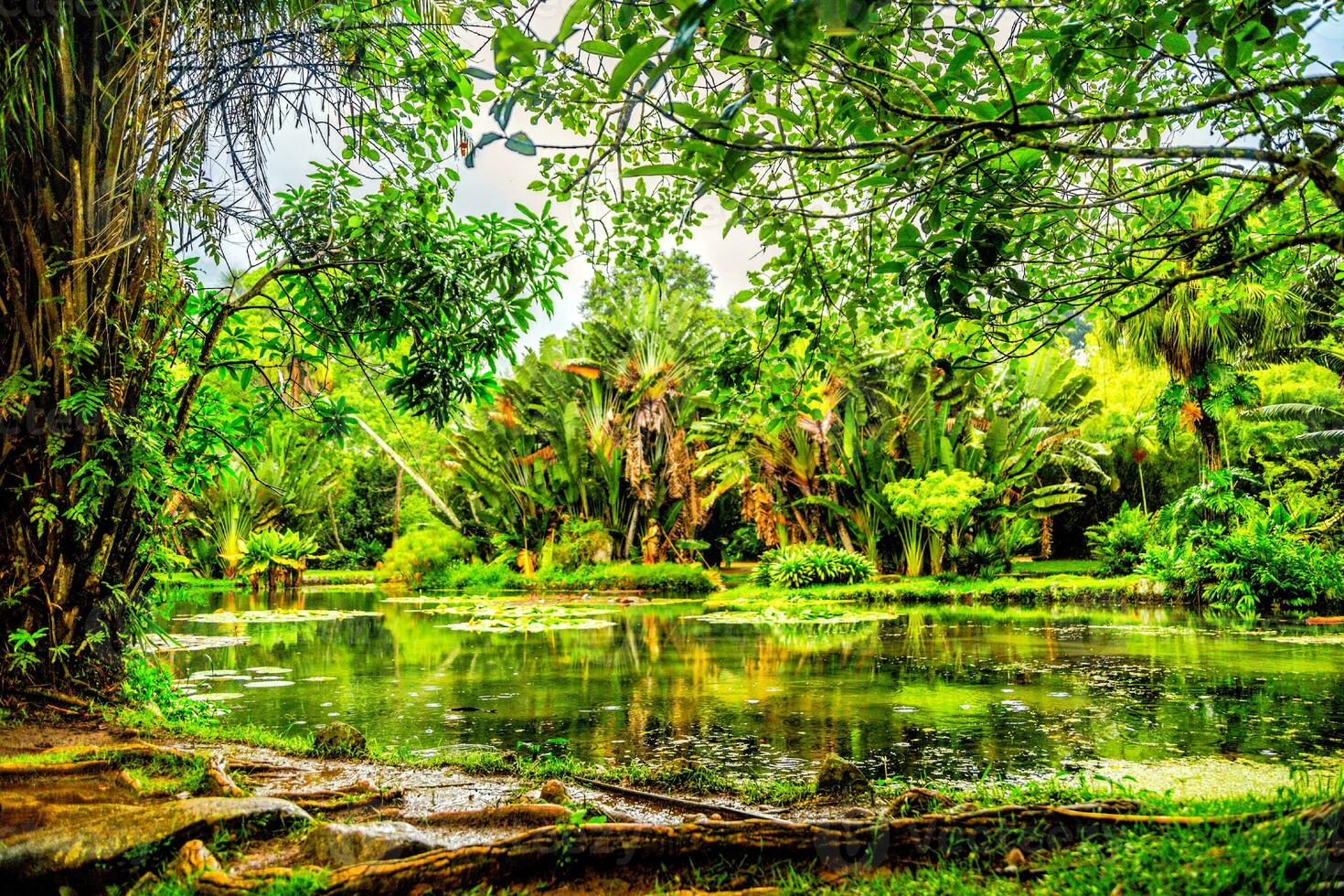 bellissimo tiro di un' stagno nel il mezzo di un' foresta foto