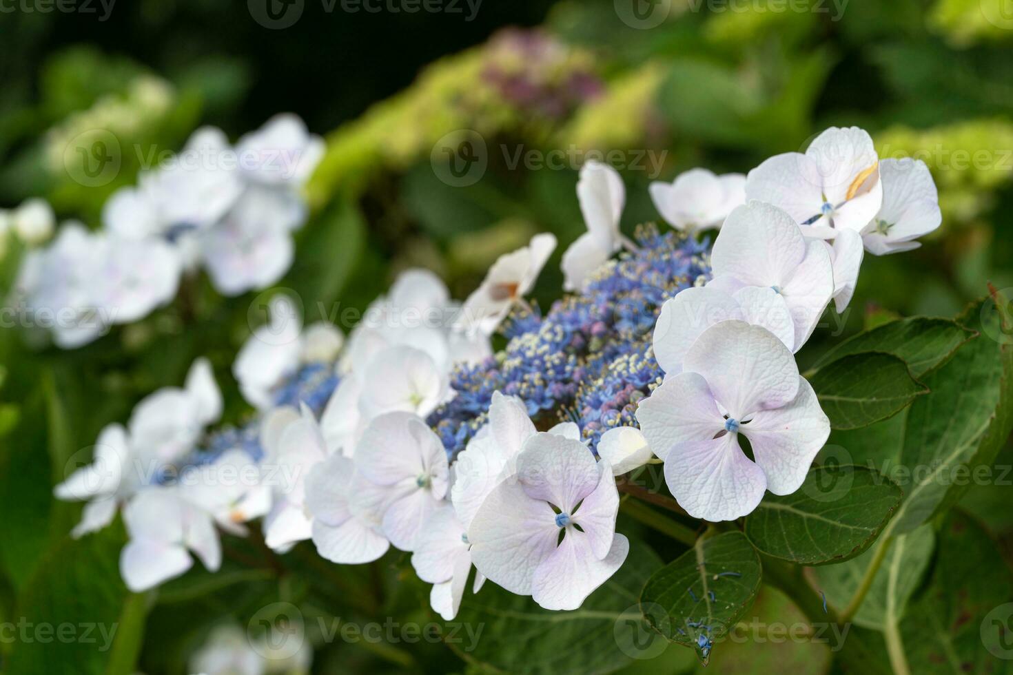 penny mac, ortensia macrophylla foto