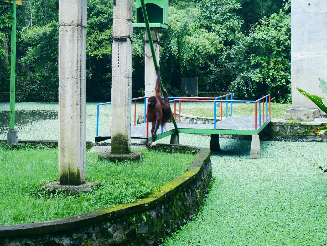 oranghi sospeso su un' corda o giocando nel loro le case a il zoo foto