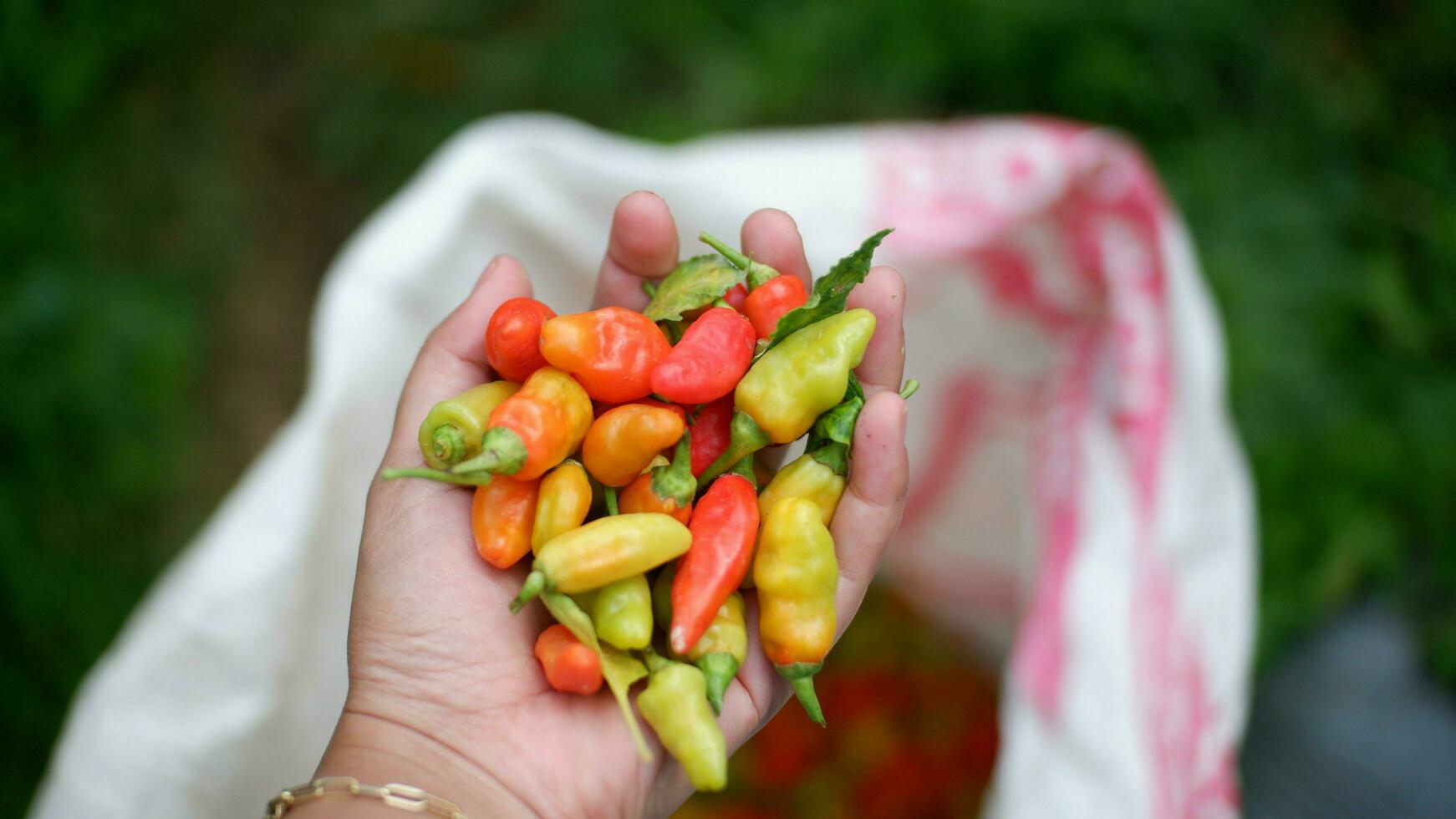 un' mazzo di fresco rosso peperoncini o capsico frutescens o cabai merah rawit su mano, raccolto a partire dal i campi di indonesiano Locale agricoltori. selettivo messa a fuoco di caldo chili Pepe azione immagini foto