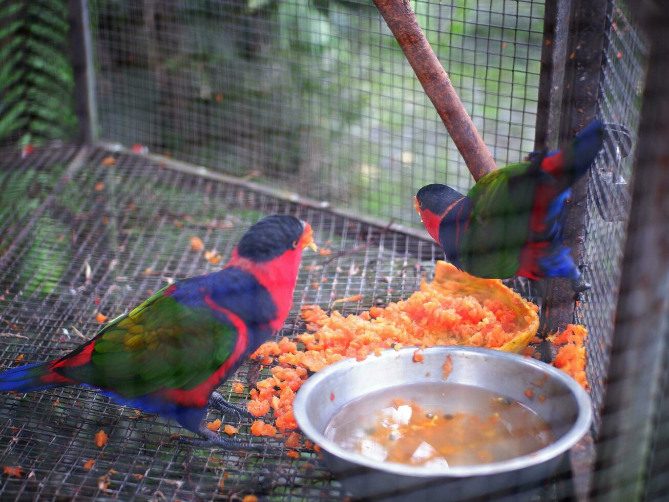un' bellissimo pappagallo nel un' gabbia, un' nero headed pappagalli lorius lory o burung Nuri kepala hitam foto
