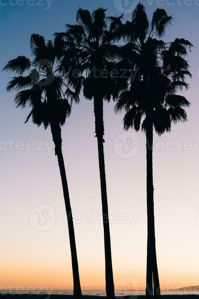 3 palma alberi durante tramonto nel los angeles foto