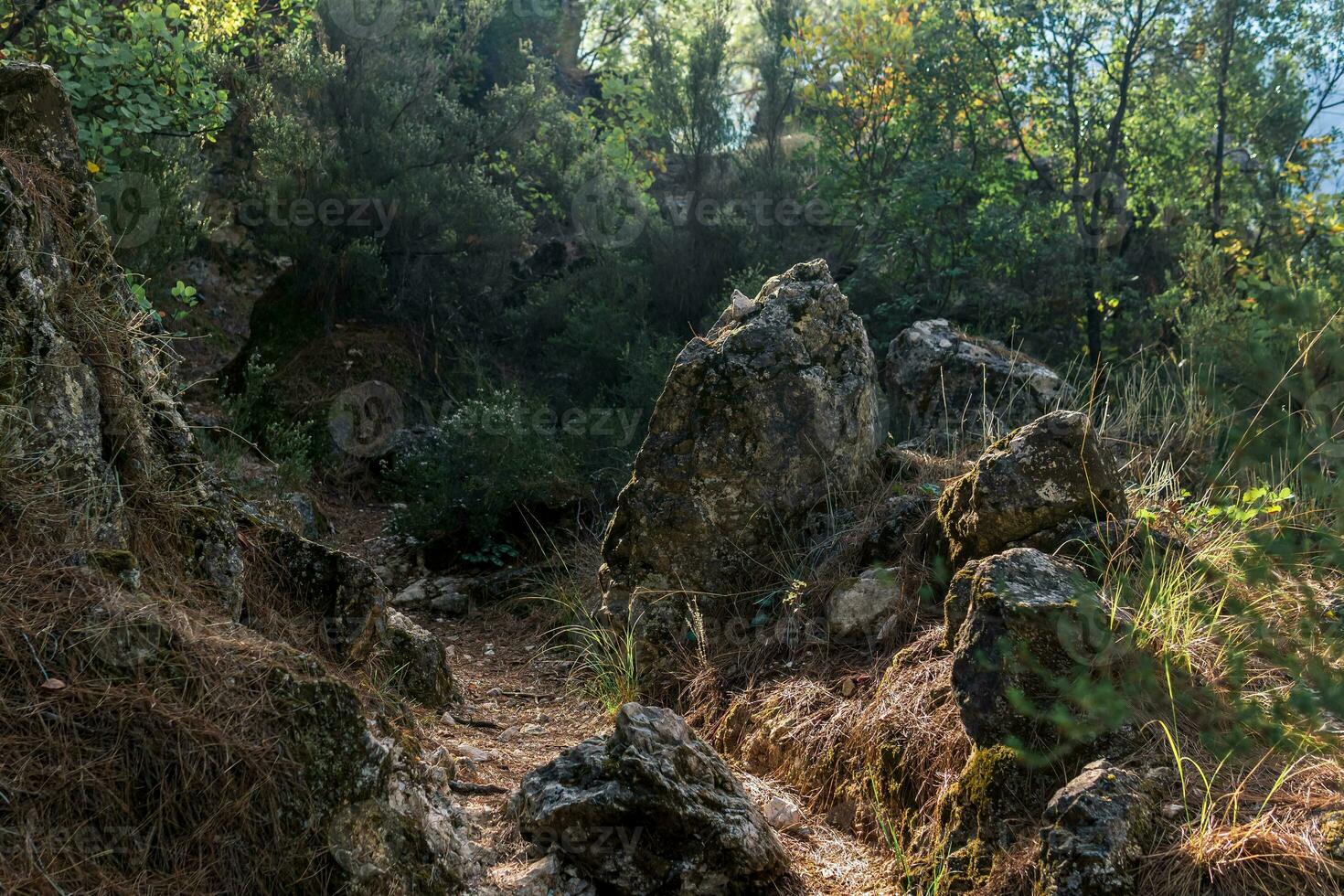 boscoso montagna sentiero tra granito massi foto