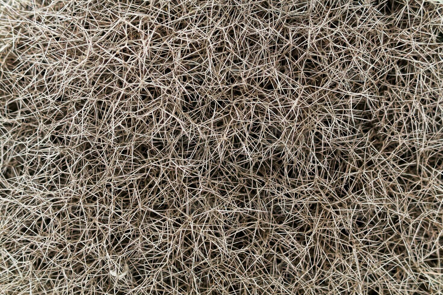 sfondo - plesso di spinoso rami di un' spinoso pianta foto