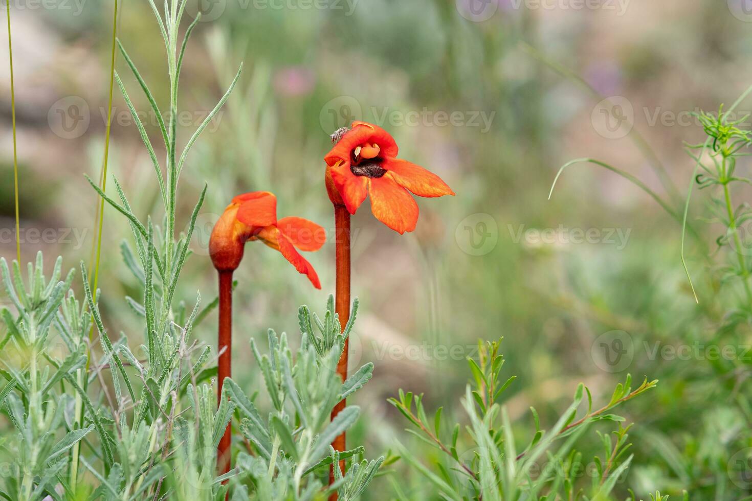 bellissimo rosso fiori di phelypea con piccolo salto ragno su un' petalo contro sfocato primavera paesaggio foto