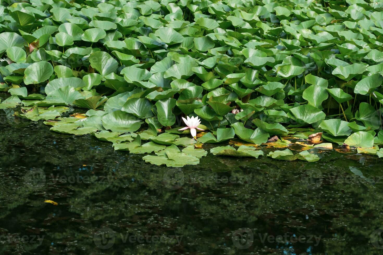 loto le foglie completamente copertina il superficie di il acqua, puro fiori salire a partire dal il palude fango foto