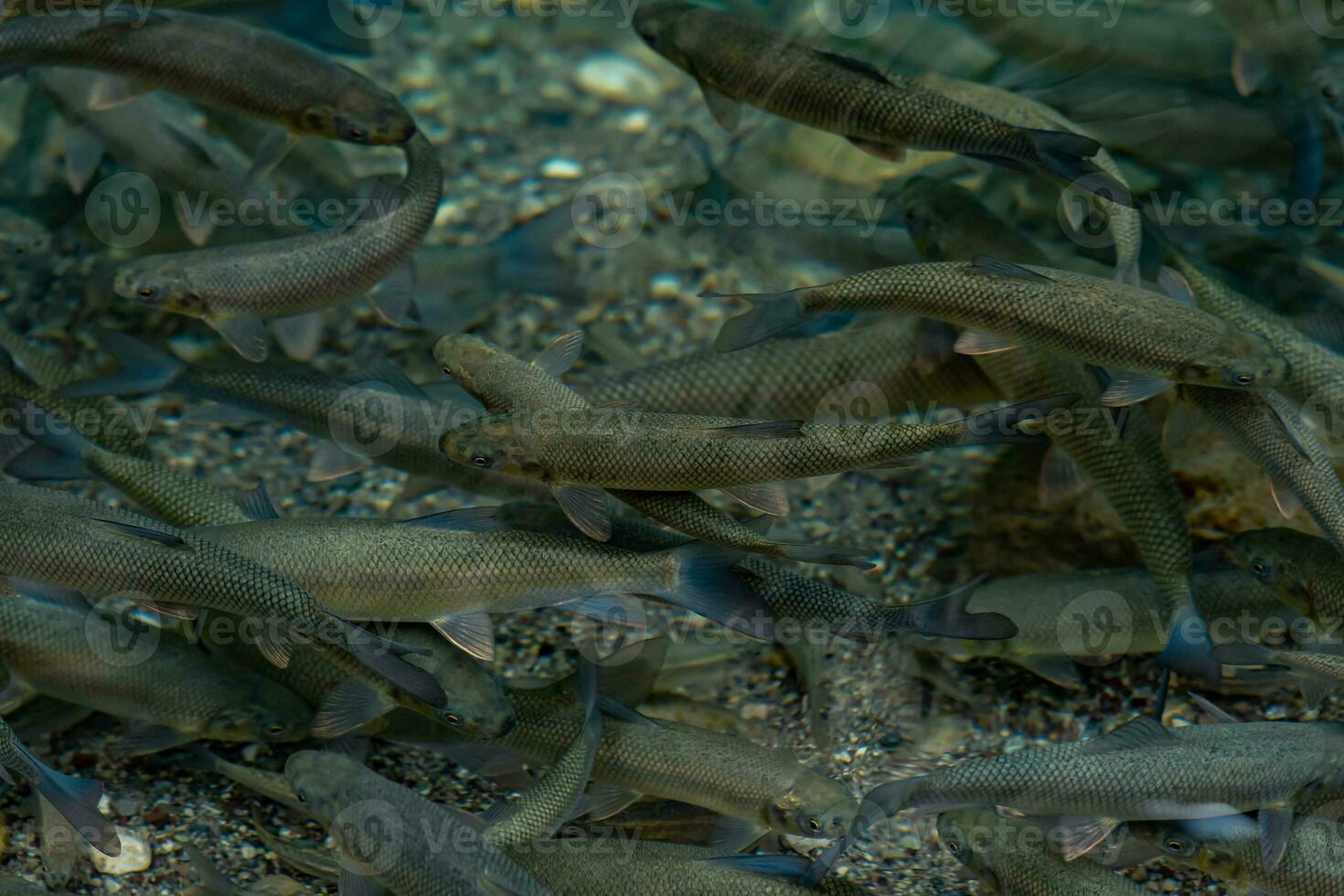 fiume trota nel naturale habitat foto