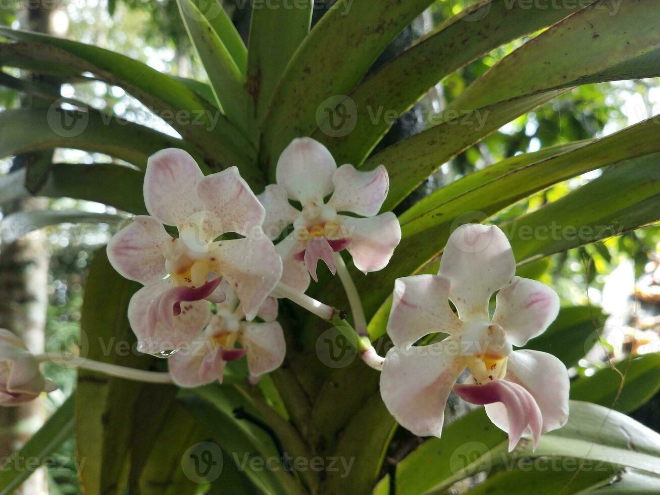 Due orchidee siamo seduta su superiore di ogni altro foto