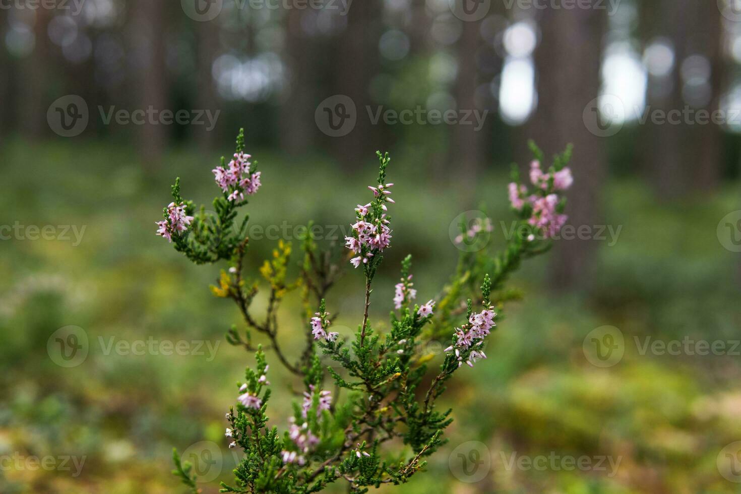 fioritura ramoscello di erica su un' naturale sfocato sfondo foto