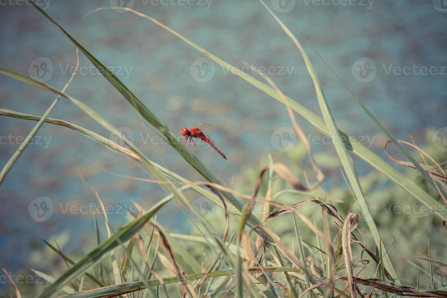 libellula rossa appoggiata su una foglia foto