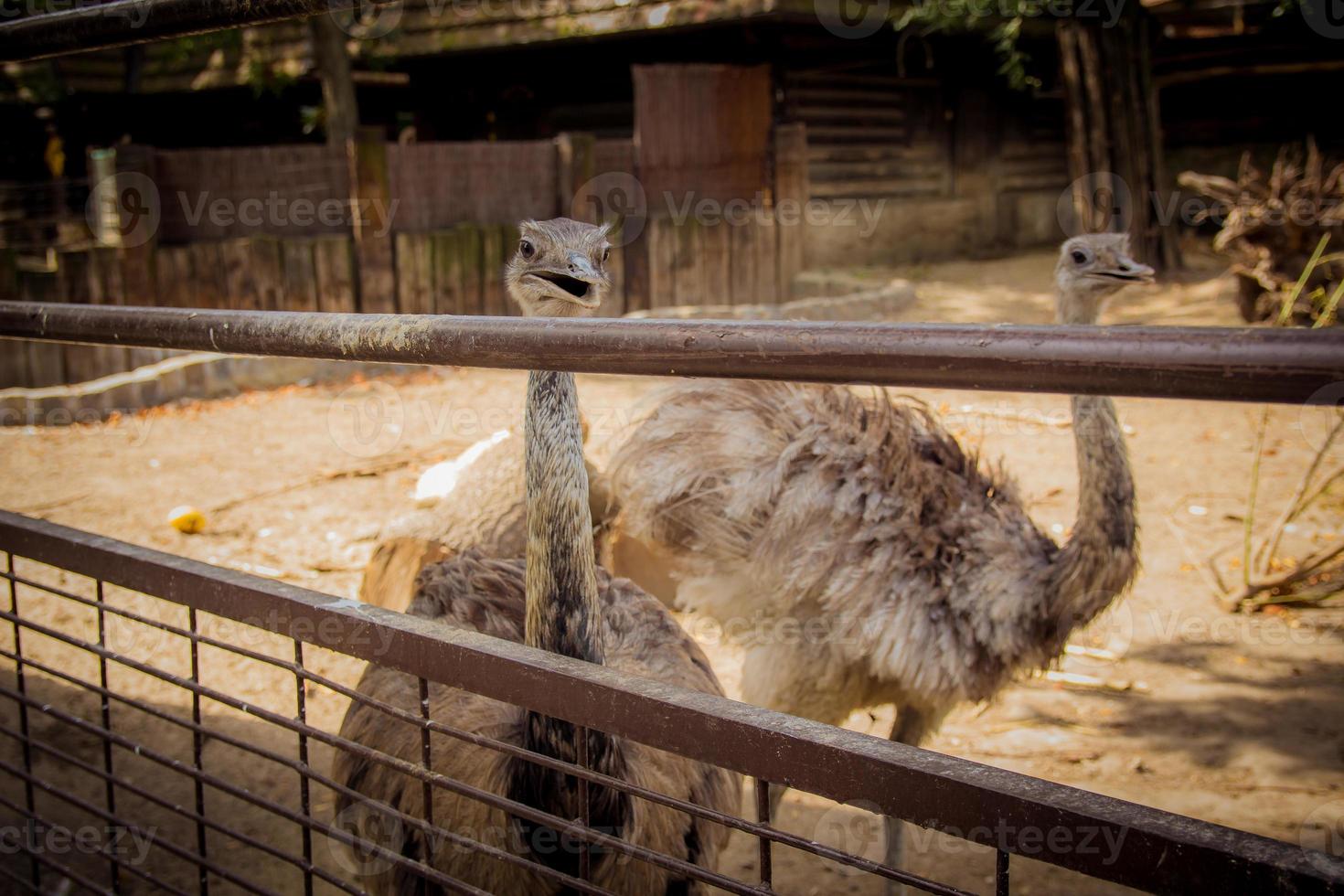 struzzo marrone allo zoo foto