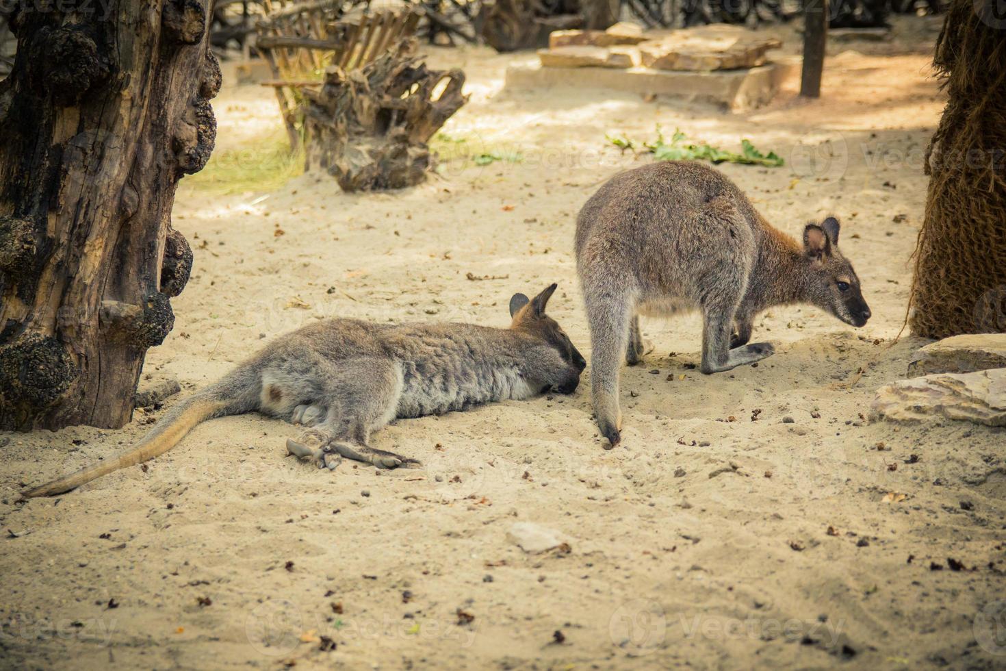 wallaby dal collo rosso allo zoo foto