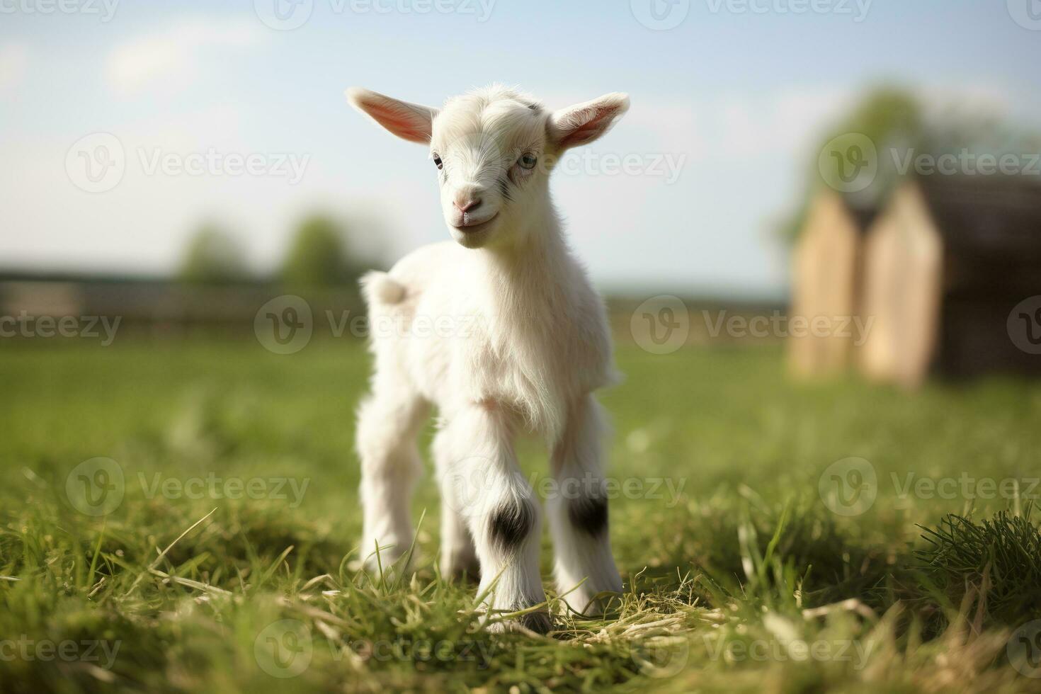 ai generato un' giovane, bianca capra con cerotti di leggero Marrone su suo pelliccia, in piedi nel un' lussureggiante, verde campo sfocatura sfondo foto