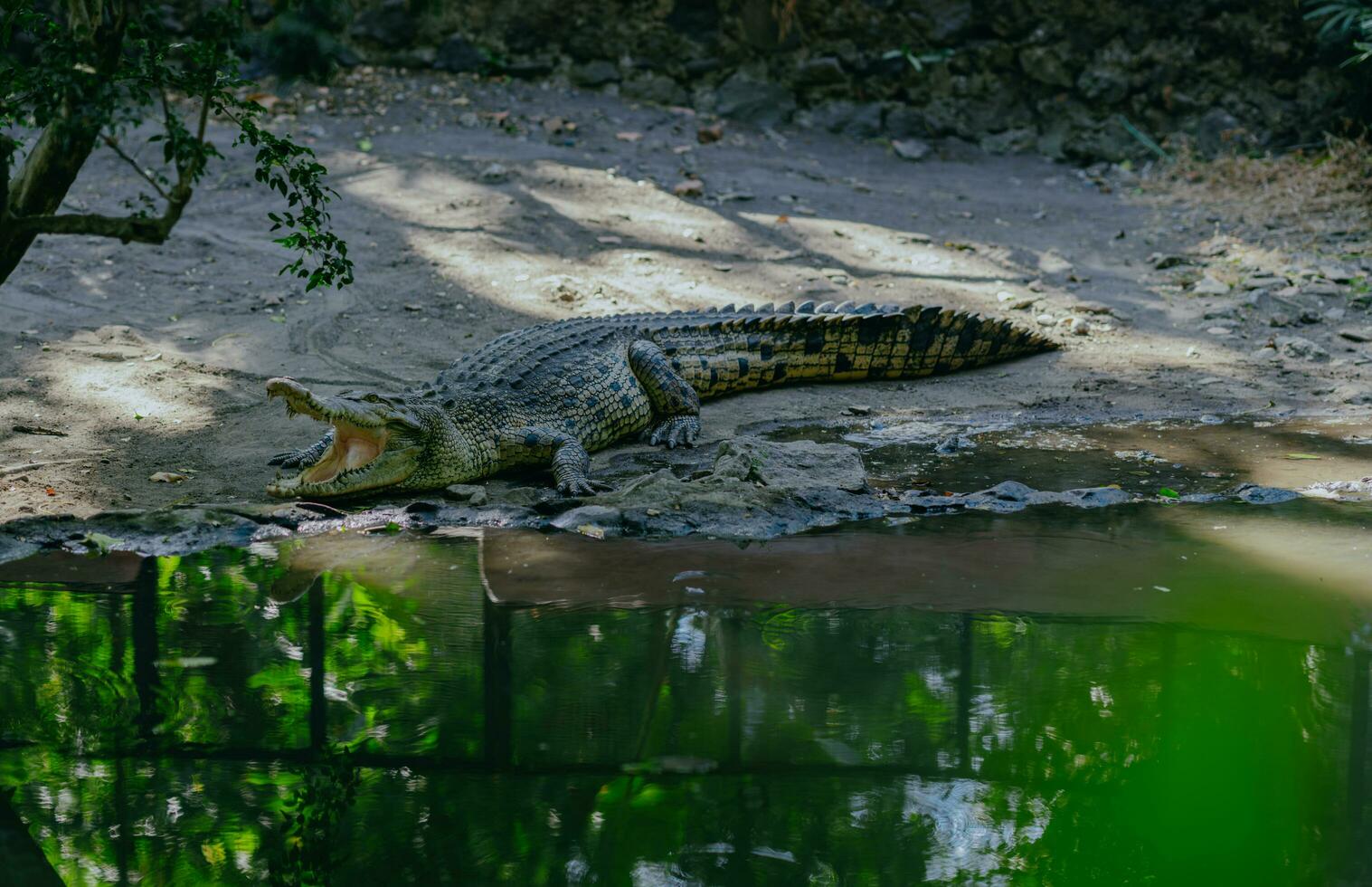 acqua salata coccodrillo o crocodylus poroso o acqua salata coccodrillo o indo australiano coccodrillo o uomo mangiatore coccodrillo. prendere il sole a il pantano. foto