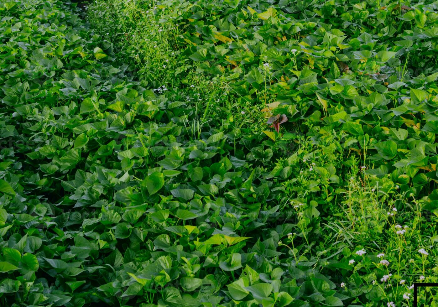 mucuna brattea o kacangan nel tropicale natura est Giava. foto