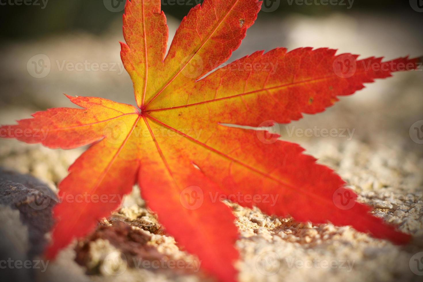 foglia d'acero in autunno foto