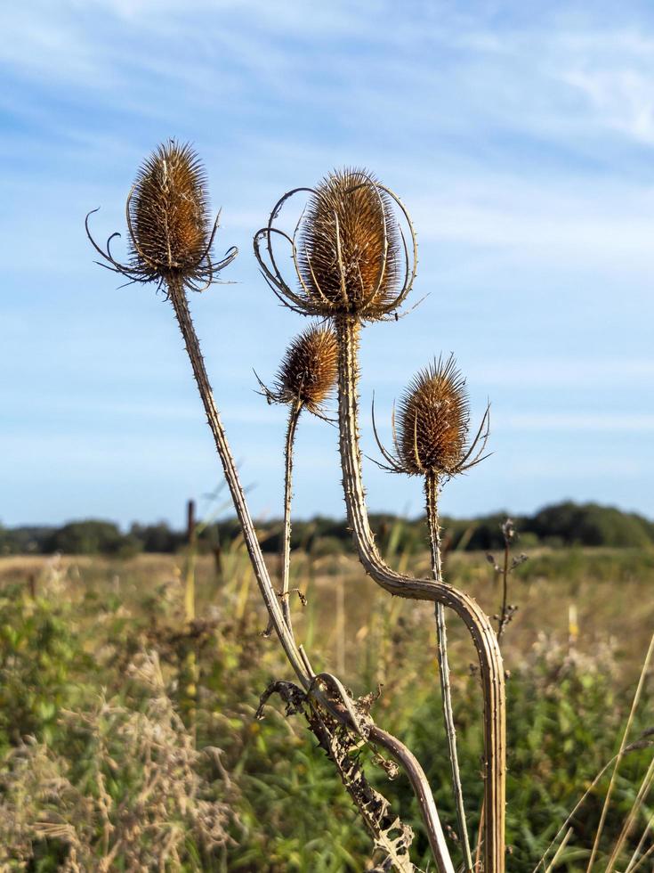 quattro alti cardi e un cielo azzurro foto