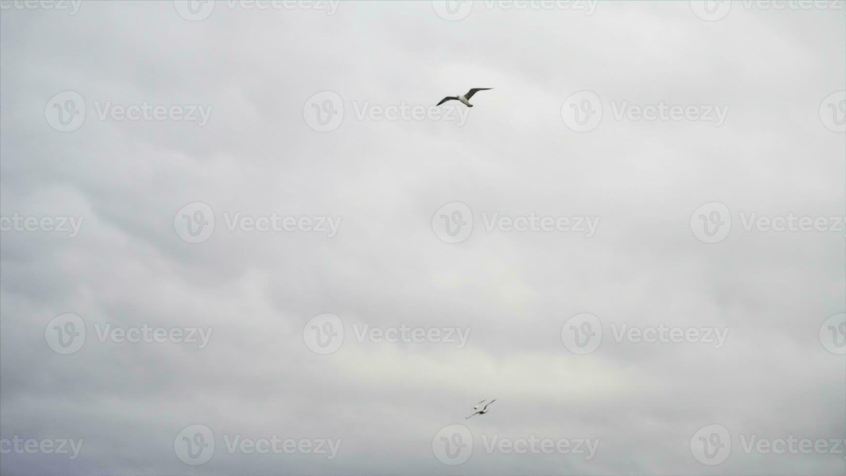 solitario gabbiano volante nel il grigio, nuvoloso cielo, la libertà concetto. scorta. bianca gabbiano uccello Soaring a giorno nel il cielo. foto