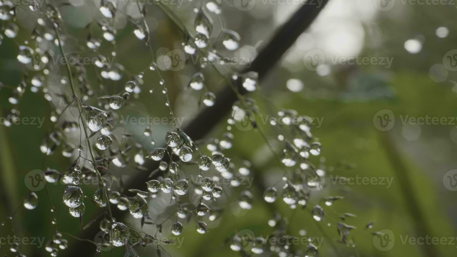 grande gocce di rugiada su un' erba. grande acqua gocce su un' erba foto