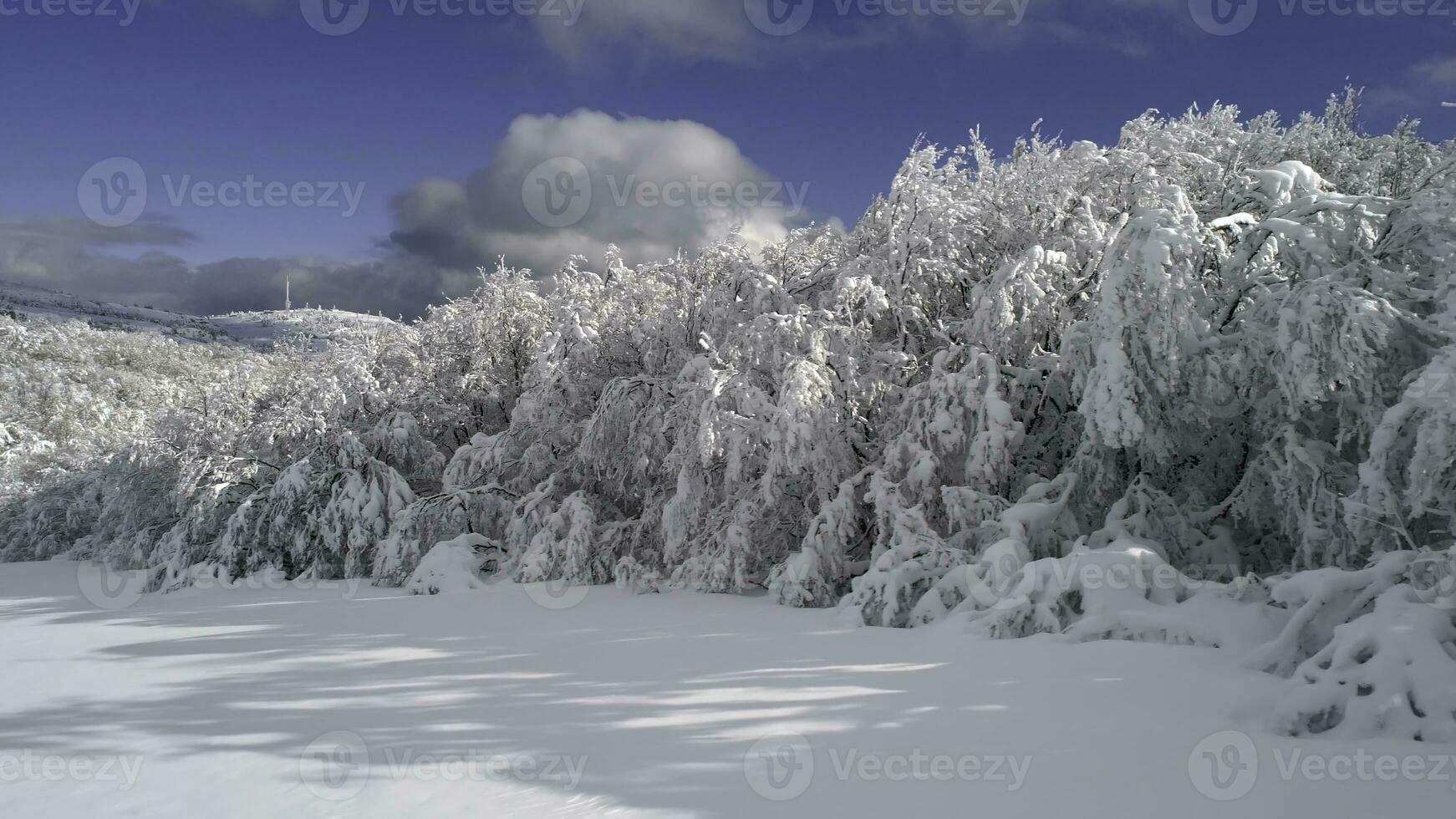 superiore Visualizza di il foresta nel inverno. sparo. superiore Visualizza di nevoso foresta alberi. inverno paesaggio nel il foresta. gelido foresta. natura foto