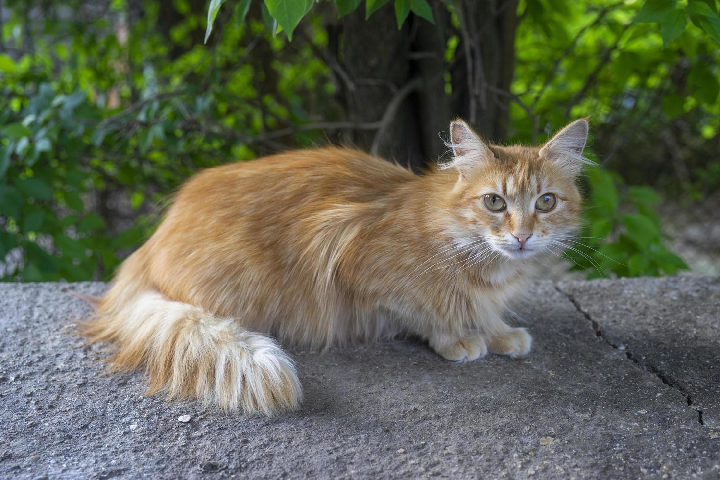 ritratto di un gatto rosso su sfondo naturale foto