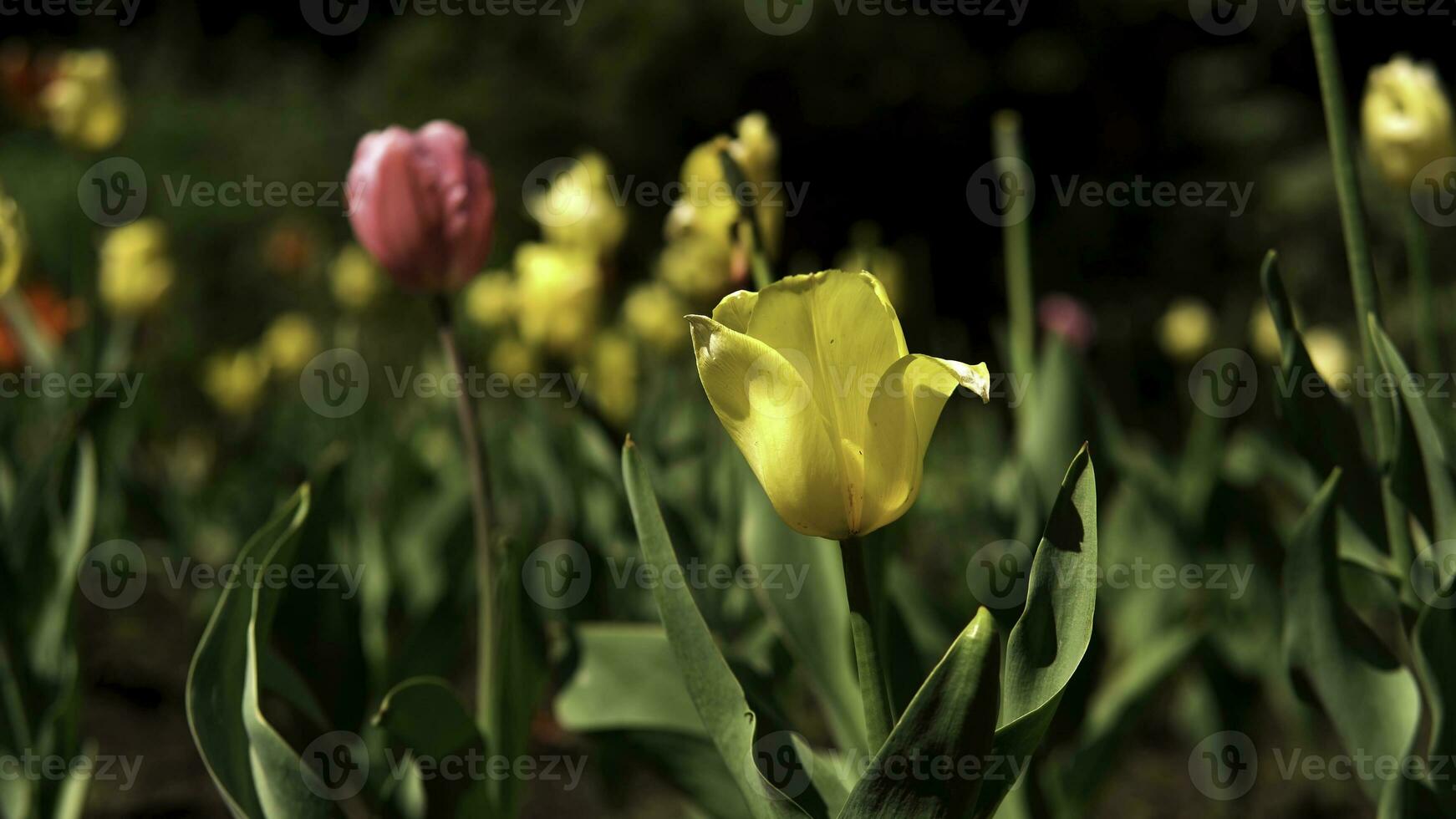 bellissimo luminosa colorato multicolore tulipani su un' grande aiuola nel il città giardino con persone a piedi su il sfondo. azione filmato. primavera giallo e rosa fioritura fiori. foto