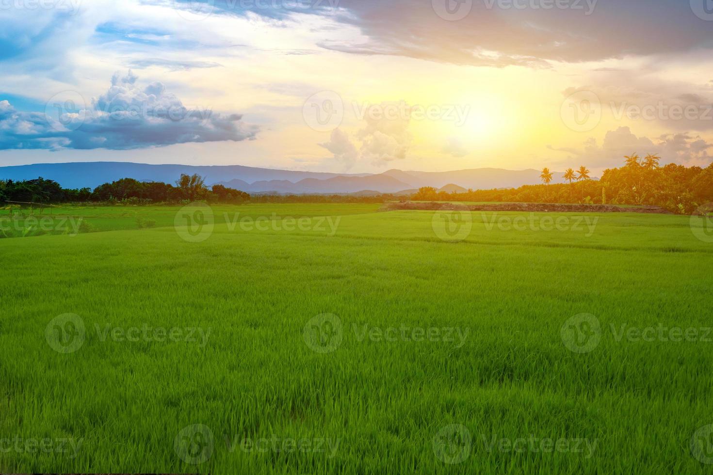 piantine di riso verde in una risaia con un bel cielo e nuvole, il sole che tramonta su una catena montuosa sullo sfondo foto