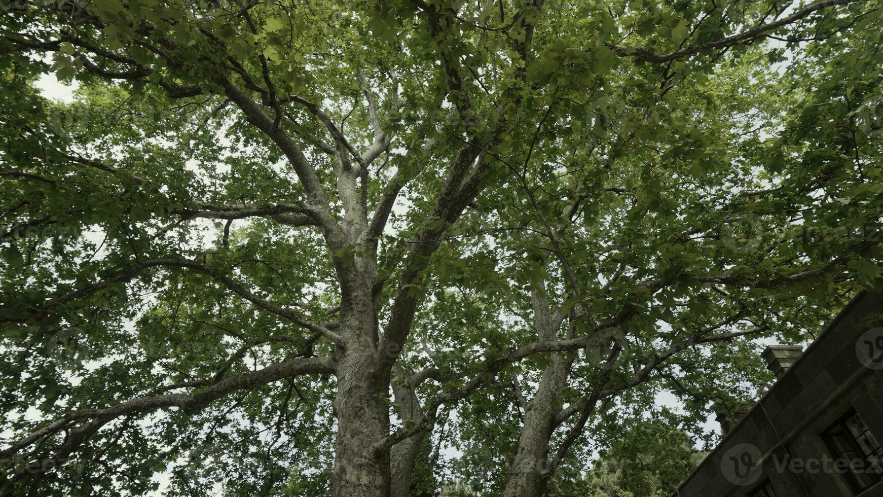 a piedi sotto il estate albero. azione. parte inferiore Visualizza di il albero tronco e grande rami con lussureggiante verde le foglie su nuvoloso cielo sfondo. foto