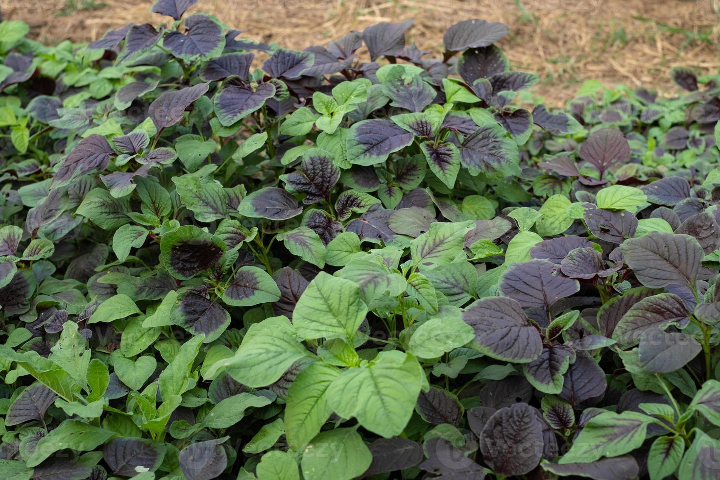 spinaci o verdure rosse amaranto negli orti foto