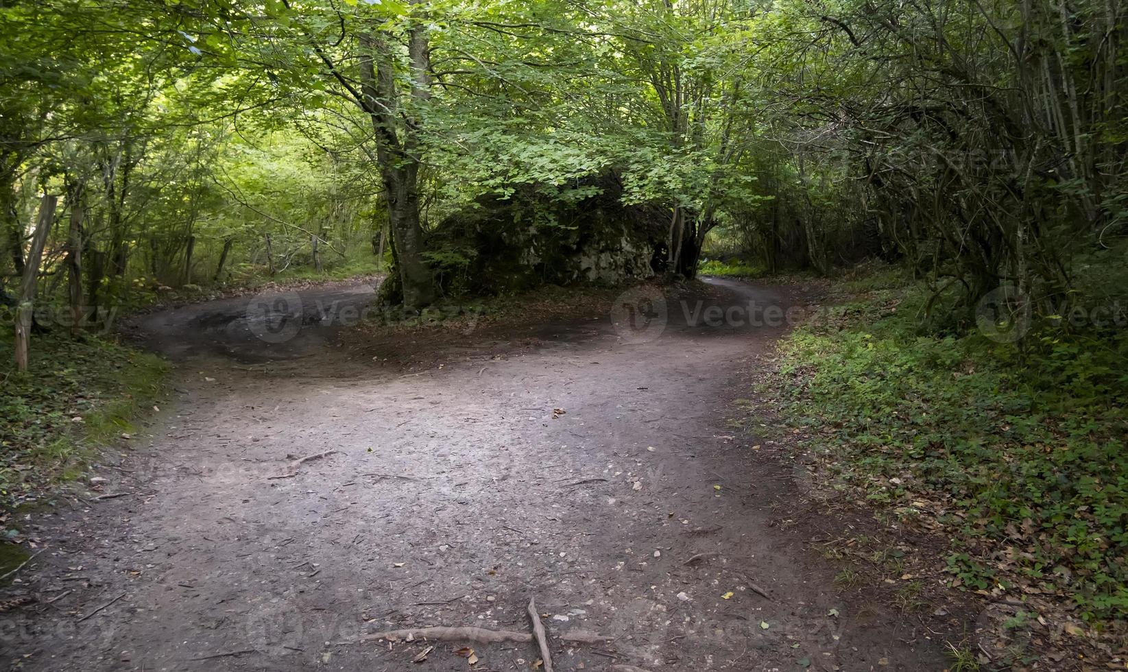 sentiero profondo nella foresta foto